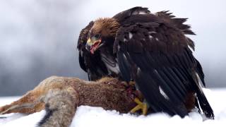 Golden Eagle Sounds and Pictures [upl. by Nirrac]