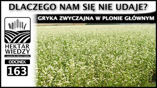 OBNIŻKA CEN NAWOZÓW  GRYKA ZWYCZAJNA W PLONIE GŁÓWNYM DLACZEGO NAM SIĘ NIE UDAJE  ODCINEK 163 [upl. by Enaywd257]