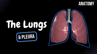 Lungs Function Parts Pleura amp Recesses  Anatomy [upl. by Sexela]