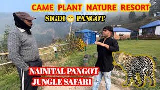 Nainital Pangot  Came plant nature resort sigdi  Nainital jungle safari 🐅🐯 11 November 2024 [upl. by Hobey]