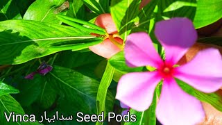 Vinca ونکا سدابہار Flowering Plant is full of seed pods [upl. by Esil279]