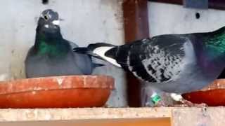 Racing Pigeons for Sale [upl. by Gunning]