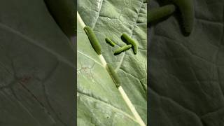 Cabbage White Caterpillars kale gardenpests gardeningtips vegetables [upl. by Coppola302]