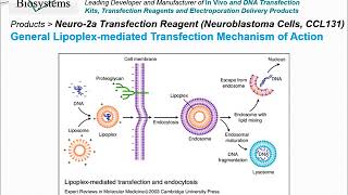 Altogen Biosystems Neuro2a Transfection Reagent [upl. by Wulf753]