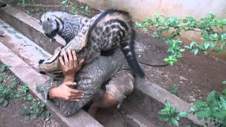 African Civet Cat Group Hug [upl. by Yeltneb474]