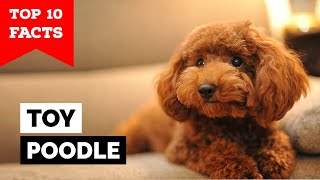 Toy Poodle  Top 10 Facts [upl. by Akinet]