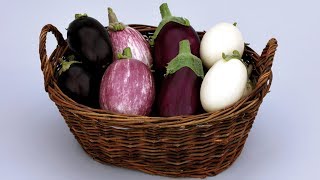 Nos conseils de culture  aubergines [upl. by Nuahsyt]