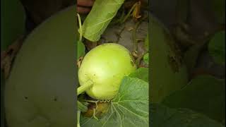 Home Grown Bottle Gourd 🍐home food shorts shortvideo trending viralvideo viralshorts bts [upl. by Macfarlane]