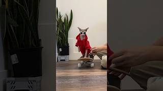 I Taught My Cat How To Skateboard 🛹 openfarmpet openfarmpartner shorts sphynx pets [upl. by Nivad]