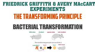 DNA AS A GENETIC MATERIAL BACTERIAL TRANSFORMATION GRIFFITHS AND AVERYTRANSFORMING PRINCIPLE [upl. by Neral]