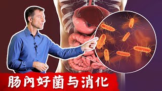 【益生菌】優質益生菌腸道好菌與消化感染自然療法柏格醫生 Dr Berg [upl. by Eunice]