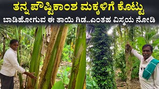 ತಾಯಿ ಗಿಡದ ವಿಸ್ಮಯ  Farming Agriculture ideas in Kannada  best farming methods in Karnataka [upl. by Mclaurin]