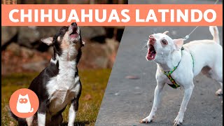 LATIDOS de CACHORROS CHIHUAHUA 🐶🔊 Raiva Feliz e Chorando [upl. by O'Rourke2]