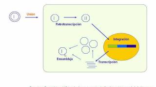 Retrovirus para terapia génica [upl. by Amorete684]