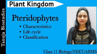 Plant Kingdom  Pteridophytes  General Characteristics and Life cycle Class 11 BiologyNEETAIIMS [upl. by Aimik]