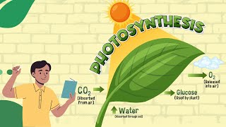 What is Photosynthesis Process Equation and Importance [upl. by Markos644]