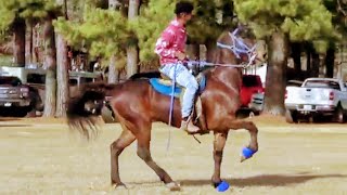 Classy Tennessee Walking Horse Prancing at Prime Time Trail Ride [upl. by Ranitta]