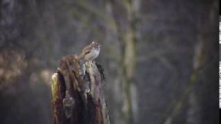 Woodlark Skipwith Common Yorkshire [upl. by Znieh]