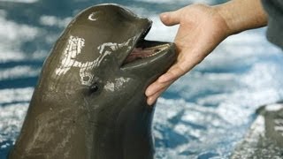 Rare porpoise in danger of extinction [upl. by Dlared]