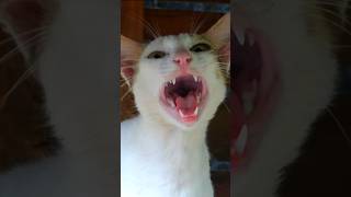 Long and loud cat meow sound to attract cats and to prank dogs [upl. by Kirt]