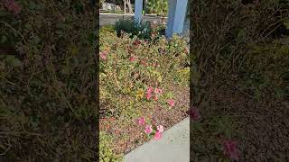 Pt 1 DIY Removal of Rose bushes [upl. by Heck]