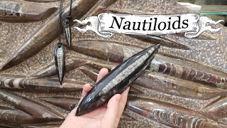 Spotlight on Nautiloids [upl. by Adnilasor]