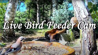 Live Bird Feeder Cam  Forest Nook  Poland Zywiec [upl. by Weidner494]