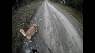 October 13th 39º Flynn and I go South hes not ready Snowmobile bridge maintenance today [upl. by Bunde]