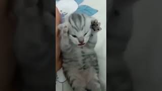 Dramatic Cat shortsfeed shorts cat catmemes funny meme memes [upl. by Enyawed]