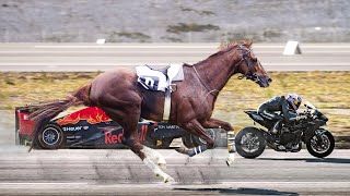 Top 10 Fastest Horse Breeds in the World [upl. by Pokorny52]