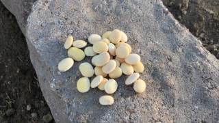 Planting Tarwi Lupinus mutabilis Seeds [upl. by Namyw]