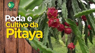 Tudo sobre poda e cultivo da PITAYA Pitaya Branca vermelha e amarela [upl. by Malet]