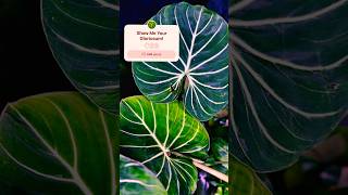 Philodendron Gloriosum plantspam shortschannel plantshorts houseplants shortspage philodendron [upl. by Eugenius800]