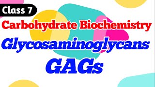 Glycosaminoglycans  GAGs  Carbohydrate Biochemistry class 7 [upl. by Noyart149]