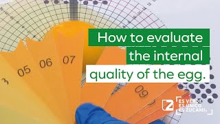 🥚 How to evaluate the internal quality of the egg [upl. by Alekat]