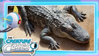 CreatureCases  🐊 Crocodiles and Alligators 😼🦊  Clubot Quests  Sam and Kit Mysteries [upl. by Viscardi]