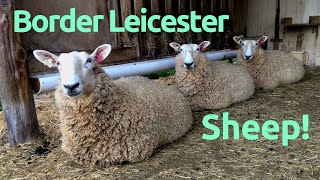 Best Sheep for Homesteading Border Leicesters [upl. by Loesceke]