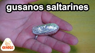 gusanos saltarinesinvento entretenido para niños [upl. by Anura758]