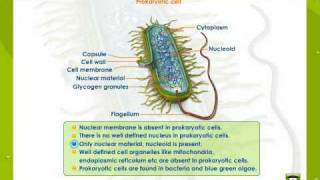 Prokaryotic And Eukaryotic Cells [upl. by Yuille]