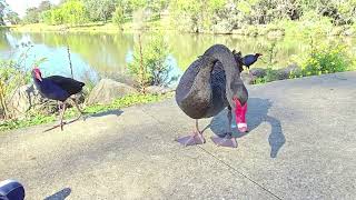 El Pajaro Cisne negro de Australia Campbelltown [upl. by Elberta146]