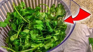 Cómo Conservar El Cilantro y Otras Hierbas Por Más Tiempo [upl. by Leilah632]