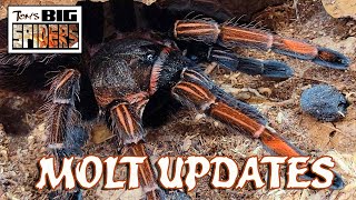 Molt Updates December 2021 [upl. by Ynar]