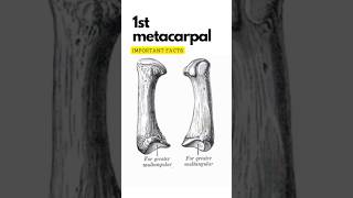 First metacarpal bone important points First carpometacarpal joint shorts 1stmetacarpal [upl. by Imhsar564]