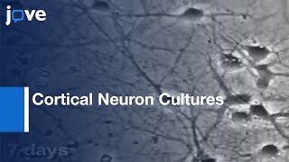 PreparationDissociated Mouse Cortical Neuron Cultures l Protocol Preview [upl. by Terrag]