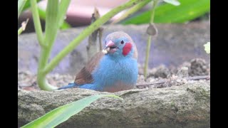 Redcheeked Cordonbleu Finch [upl. by Nilpik]