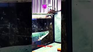 Aroma fish vs wild cat fishingvlogs entertainment video [upl. by Odraleba]