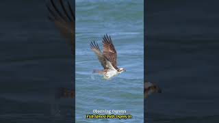 Osprey Almost Pulled Back in by Fish birdsofprey birds wildlife ospreys naturelovers [upl. by Aihsercal595]