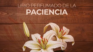 La virtud de la Paciencia Lirios perfumados de San José meditados 4 [upl. by Soinotna]