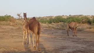 Mother with their kids  Camel Kids  Camels  Dear Animals [upl. by Hanauq387]