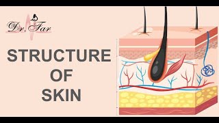 lesson 1 Structure of the Skin [upl. by Nahs]